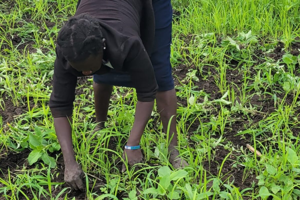 Farmers working together in a field